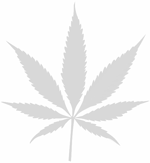 big cannabis leaf