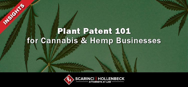 Plant Patent 101 for Cannabis and Hemp Businesses