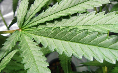 11 Marijuana Legalization Bills Currently Pending in New Jersey Legislature